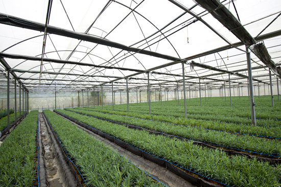 Mô hình nhà kính trồng rau giải pháp thông minh cho sự phát triển nông  nghiệp  Vườn thông minh
